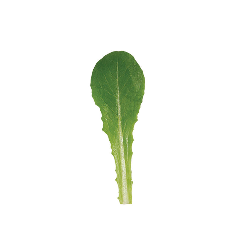 Reyes – Organic Lettuce Seed